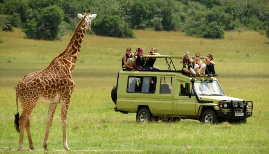 Half Day Natal Lion P & Tala Game Reserve from Durban Safari - Leaving Durban at 7:30am: Timing and Pickup Radius