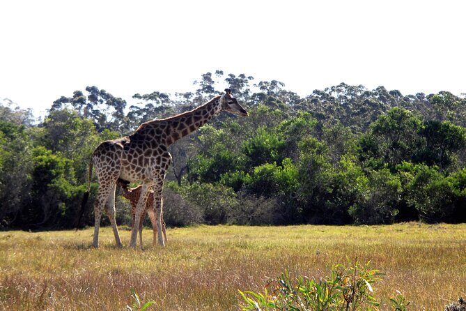 Half-Day Port Elizabeth & Kragga Kamma Reserve - Price and value: what you’re really paying for