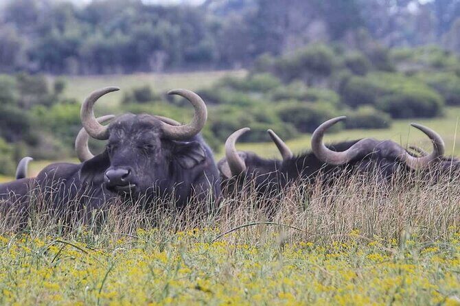 Half-Day Port Elizabeth & Kragga Kamma Reserve - Should you book the Port Elizabeth & Kragga Kamma half-day?