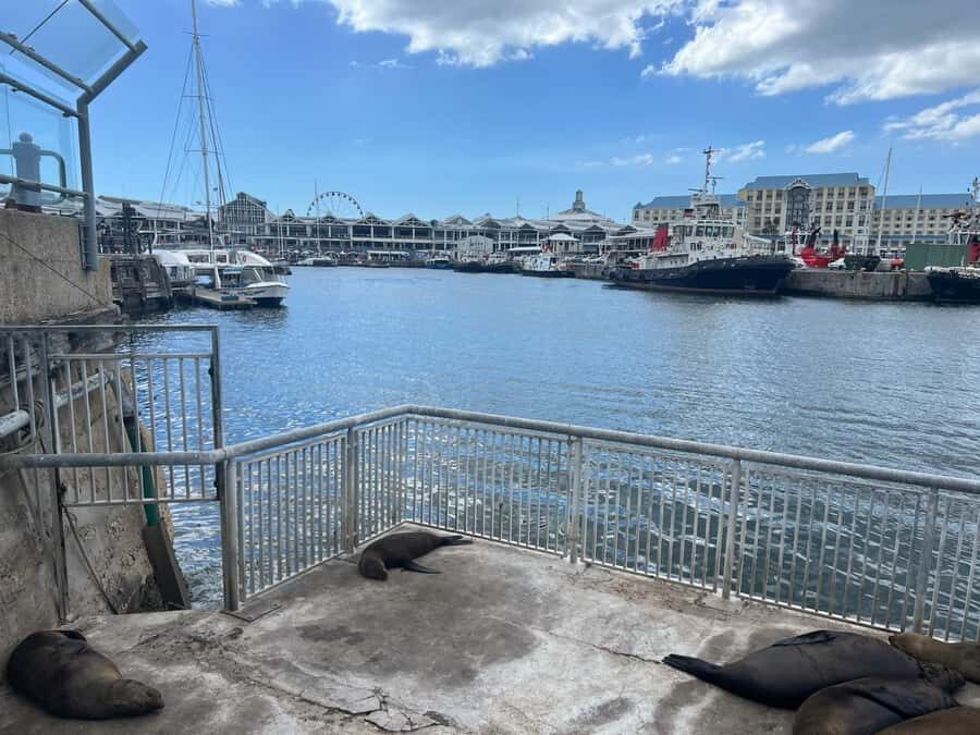 Half Day Robben Island including Tickets and Transfers Tour - Key takeaways before you go