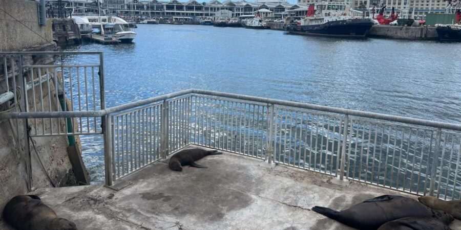 Half Day Robben Island including Tickets and Transfers Tour - On the island: a guided prison tour that’s not just facts