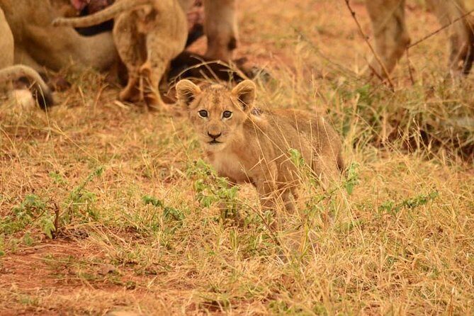 Half day safari from johannesburg - Key things you’ll notice on this half-day safari
