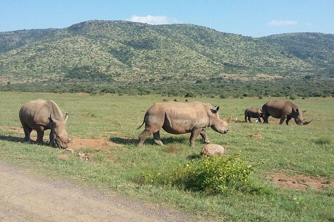 Half day safari from johannesburg - Morning vs afternoon safari: timing can change your results