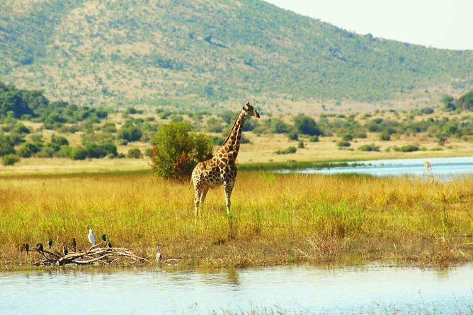Half day safari from johannesburg - What’s included, what’s not, and how to budget