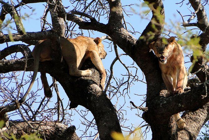 Half Day Safari Tour from Durban - Tala Private Game Reserve: rhino sanctuary plus big-game variety