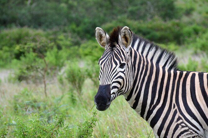 Half Day Safari Tour from Durban - Price and value: what $171.96 gets you (and what it doesn’t)