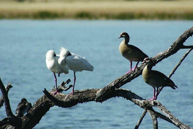 Half Day Safari Tour from Johannesburg - What’s included (and what costs extra): the real value math