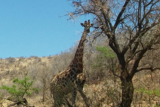 Half Day Safari Tour from Johannesburg - Who this Dinokeng safari is best for