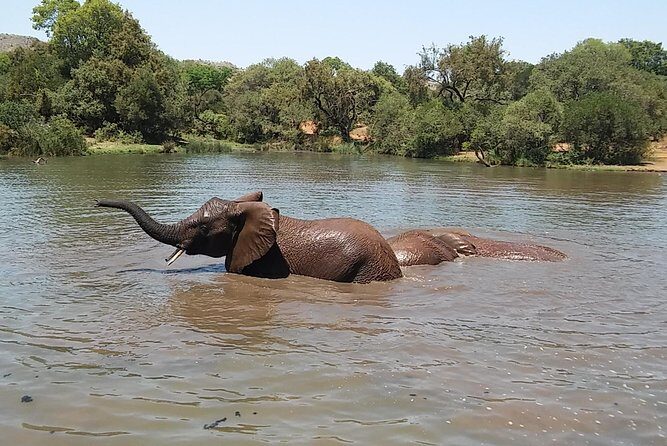 Half Day Safari Tour from Johannesburg - Should you book this half-day Dinokeng safari?