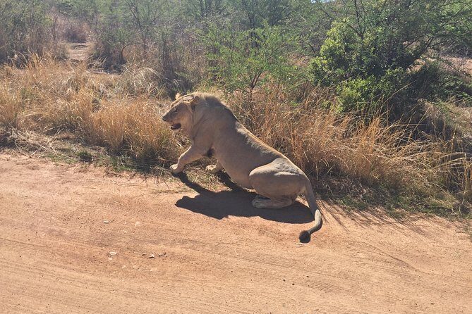 Half Day Safari Tour from Johannesburg - FAQ