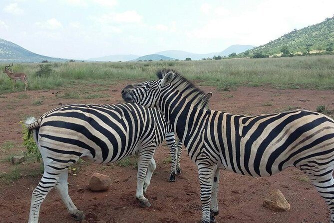Half Day Safari Tour from Johannesburg - The 3-hour game drive: how you’ll actually spot lions, rhinos, and cheetahs