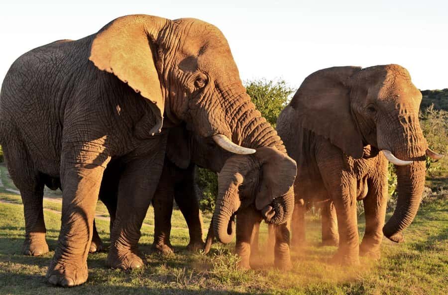Half-Day Schotia Game Reserve (Open 4x4 Vehicle) - Lions, elephants, rhinos, buffalo, and the reality of half-day sightings