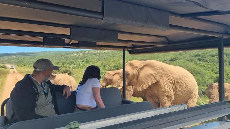 Half-Day Schotia Game Reserve (Open 4x4 Vehicle) - The bonus wildlife: hippos, crocodiles, and antelope variety