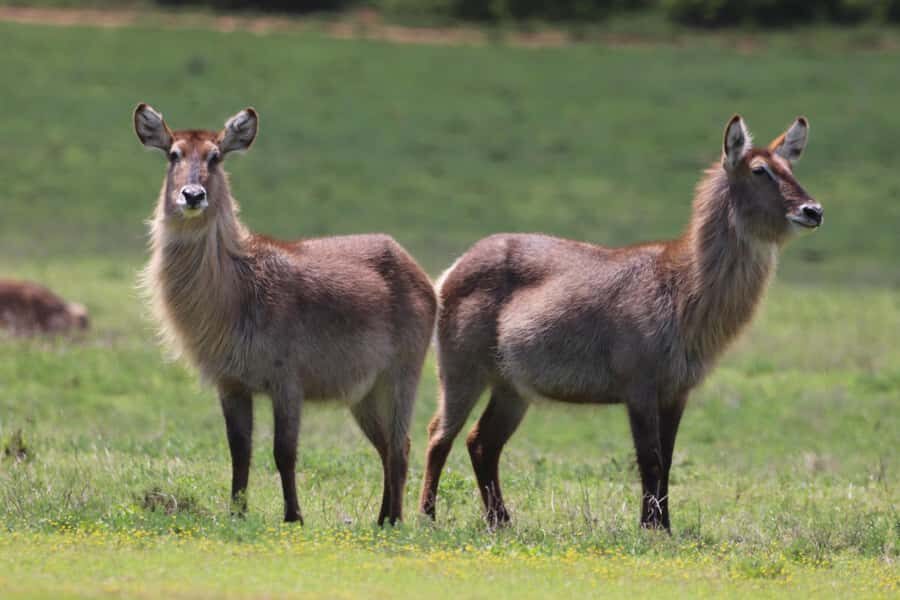 Half-Day Schotia Game Reserve (Open 4x4 Vehicle) - Who should book this safari, and who might want a different option