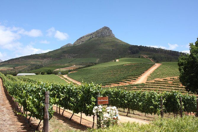 Half-Day Stellenbosch Winelands Tour from Cape Town - Price and Logistics for $75.92: What You’re Actually Paying For
