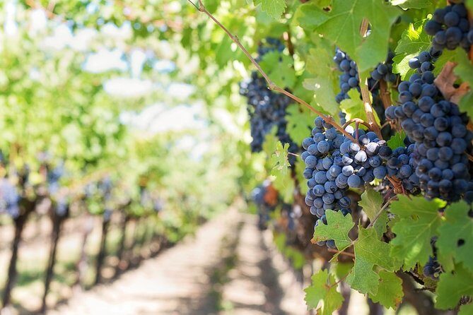 Half-Day Stellenbosch Winelands Tour from Cape Town - Stop 2: Wine and Cheese Tasting at an Award-Winning Estate
