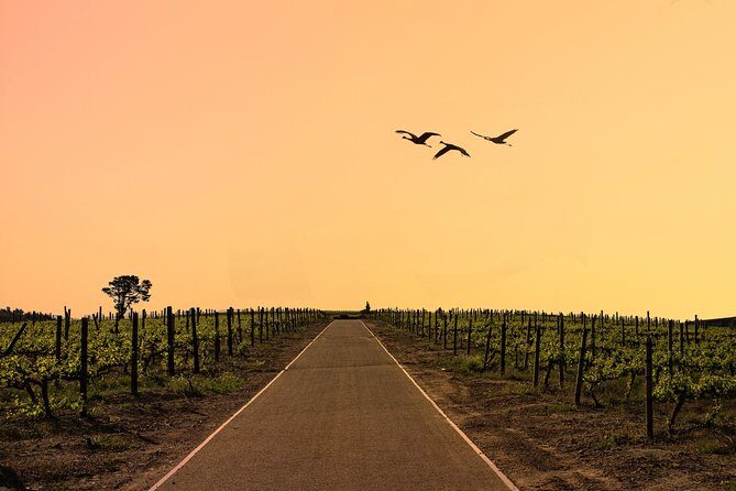Half-Day Stellenbosch Winelands Tour from Cape Town - Pickup Timing: The Best Way to Prevent a Late-Start Headache