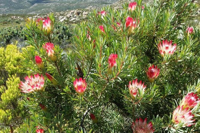 Half-Day Swartberg Pass PRIVATE Tour (including lunch & transfer - Oudtshoorn) - Summit walk at 1,580 meters: views, photos, and how to pace yourself