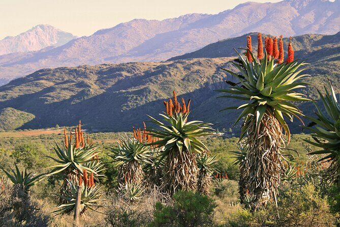 Half-Day Swartberg Pass PRIVATE Tour (including lunch & transfer - Oudtshoorn) - Thomas Bain and the dry-stone road story you’ll actually remember