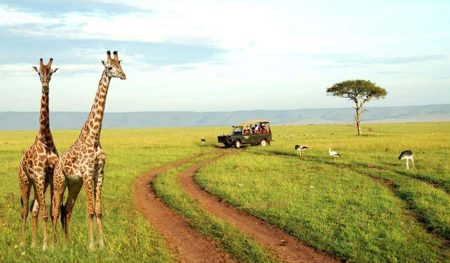 Half Day Tala Game Reserve & Natal Lion Park from Durban - Natal Lion Park: lions and elephants after the game reserve