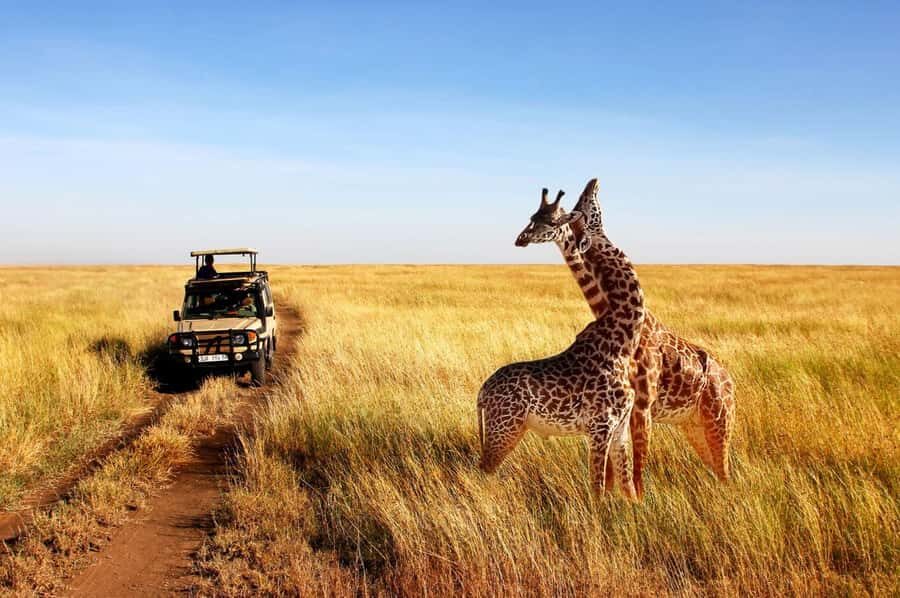 Half Day Tala Game Reserve & Natal Lion Park from Durban - Should you book the Half Day Tala Game Reserve & Natal Lion Park tour?