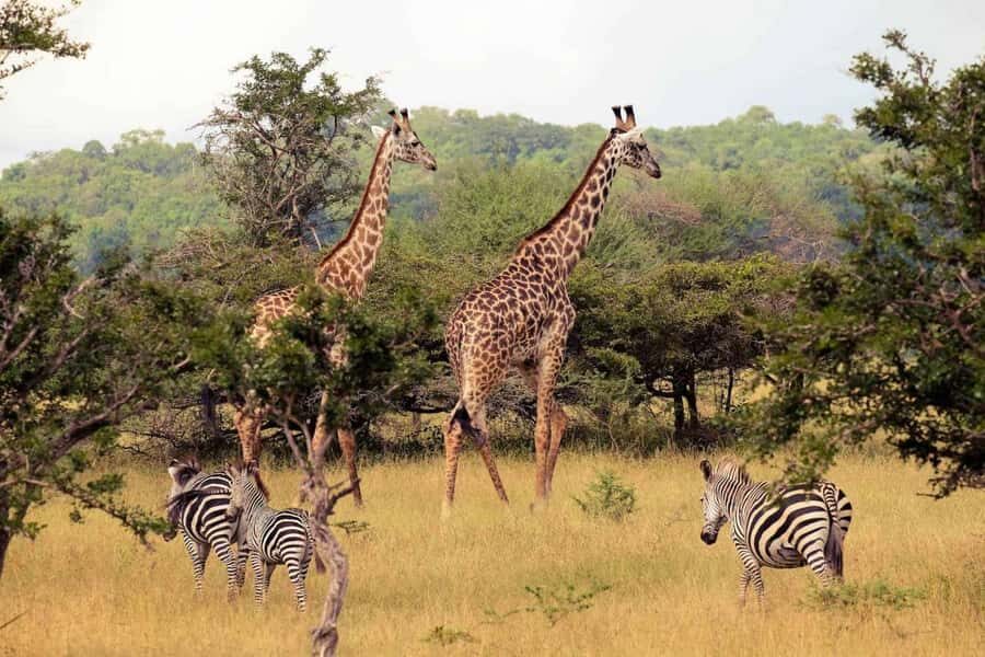 Half Day Tala Game Reserve & Phezulu Safari from Durban - Why Tala and Phezulu Fit Together in a Short 6 Hours