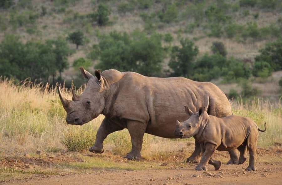 Half Day Tala Game Reserve & Phezulu Safari from Durban - Phezulu Safari Reptile Park: Snakes, Crocodiles, and Conservation