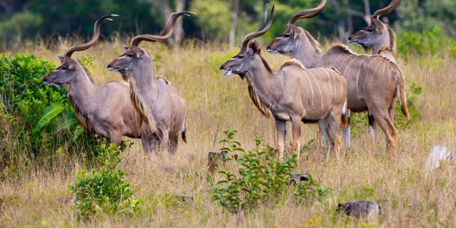 Half Day Tala Game Reserve & Phezulu Safari from Durban - Guide and Language: What You Should Confirm