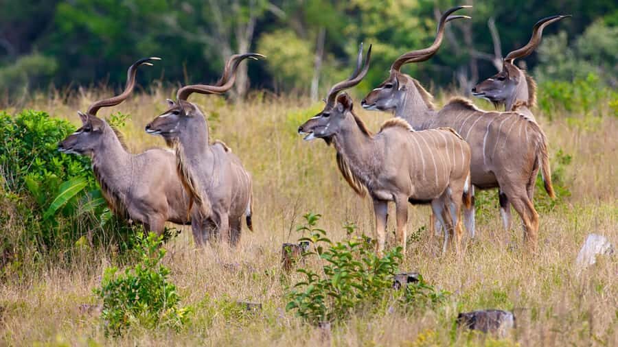 Half Day Tala Game Reserve & Phezulu Safari from Durban - Price and Value: Is $194 a Good Deal?