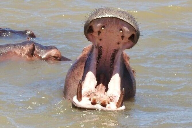 Half Day Tour in iSimangaliso Wetland Park - Richards Bay to St Lucia: the drive that sets the tone