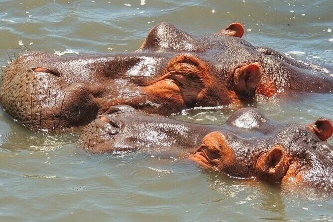 Half Day Tour in iSimangaliso Wetland Park - Hippos, crocodiles, and birds: what to realistically expect