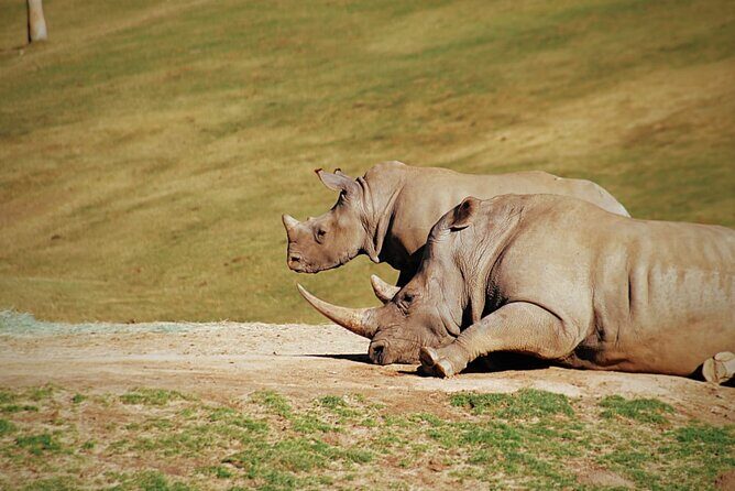Half-Day Tour to Rhino And Lion Reserve in Krugersdorp - Open-Air Viewing and Feeding Moments That Make It Feel Real