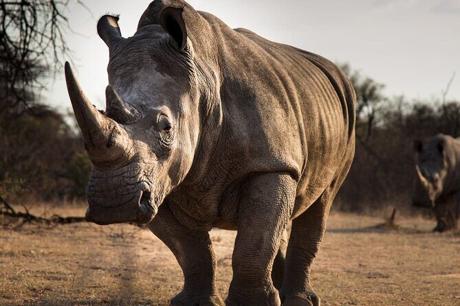 Half-Day Tour to Rhino And Lion Reserve in Krugersdorp - Wonder Cave: The One Wildcard in the Same Day