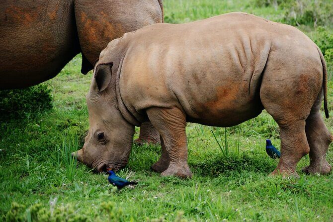 Half-Day Tour to Rhino And Lion Reserve in Krugersdorp - Guides and Animal Information: How the Day Becomes More Than Sightseeing