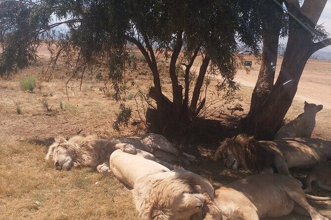 Half-Day Tour to Rhino And Lion Reserve in Krugersdorp - The Reserve Drive: Your Preview of What’s Coming