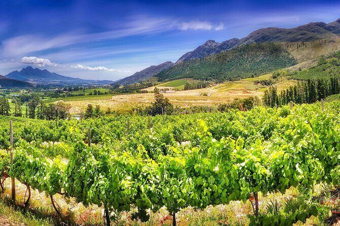 Half Day Wine Tour from Cape Town - Getting there smoothly: pickup, timing, and how the day flows