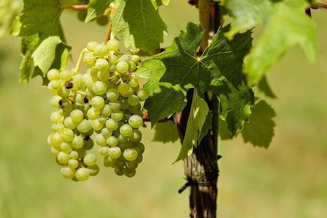 Half Day Wine Tour from Cape Town - Fairview Wine and Cheese: the pairing idea that makes the tasting stick