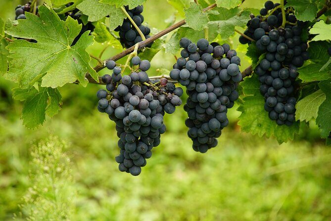 Half Day Wine Tour from Cape Town - Marianne Wine Estate: second stop, new pours, same easy rhythm