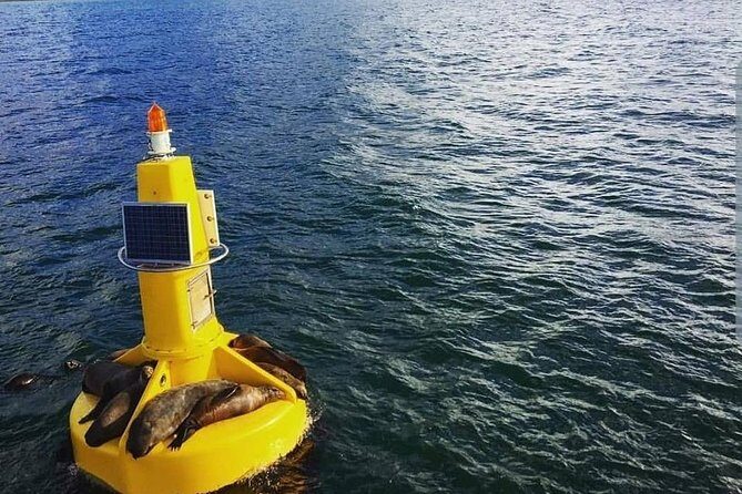 Half Hour Seal and Harbour Cruise from Cape Town - How a 30-minute cruise protects your whole day