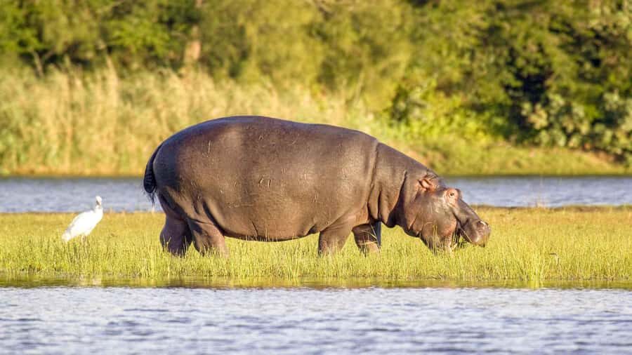 HalfDay Hippo & Croc Boat Cruise Isimangaliso f Richards Bay - Key things to know before you go