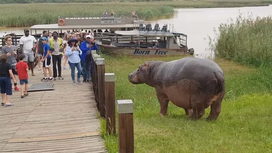 HalfDay Hippo & Croc Boat Cruise Isimangaliso f Richards Bay - A 7-hour iSimangaliso day from Richards Bay (the “half-day” label)