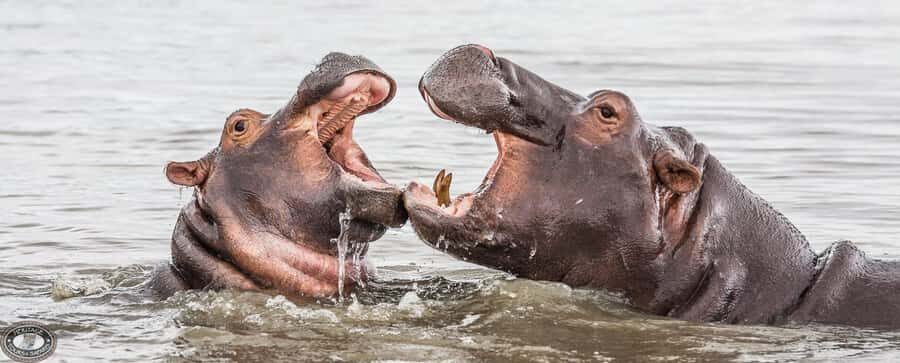 HalfDay Hippo & Croc Boat Cruise Isimangaliso f Richards Bay - Birdwatching scenic safari: why this add-on is worth it