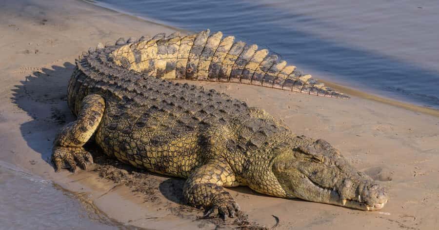 HalfDay Hippo & Croc Boat Cruise Isimangaliso f Richards Bay - Isimangaliso Wetlands Park and the St Lucia Estuary setup