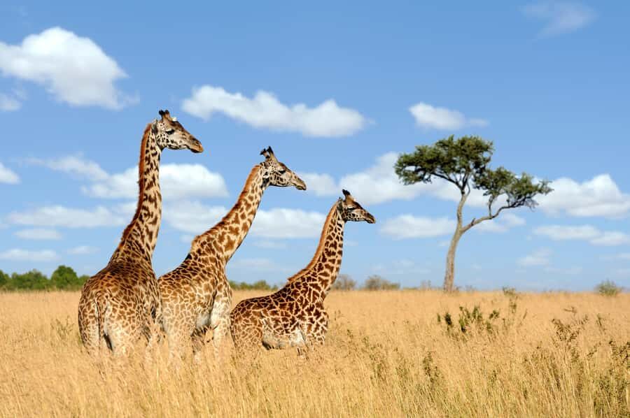 Hartbeespoort: Lion and Safari Park Guided Tour - Key highlights you should know before you go
