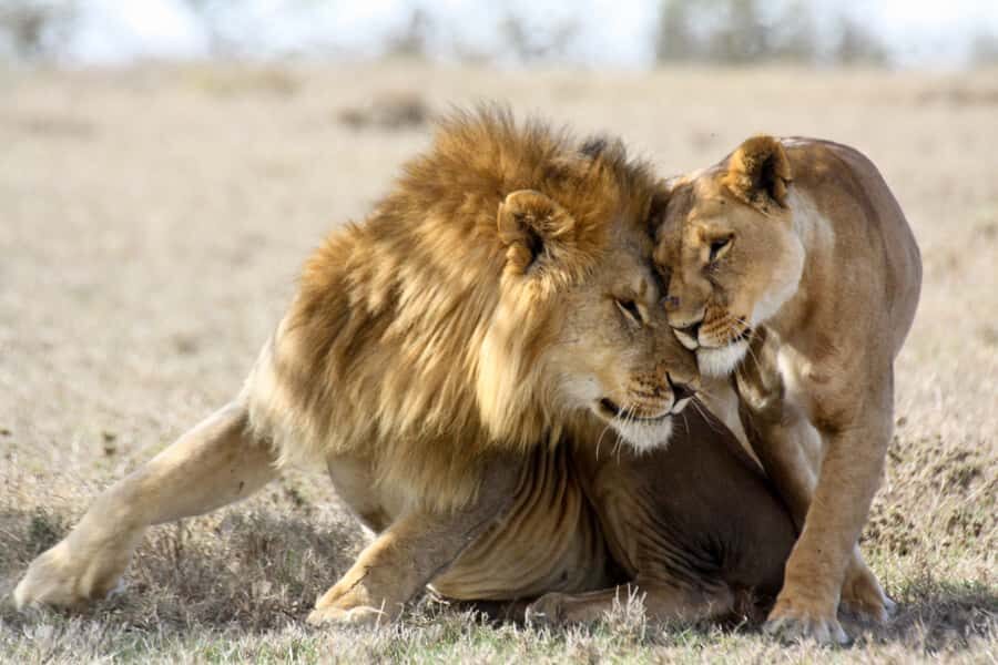 Hartbeespoort: Lion and Safari Park Guided Tour - Antelope safari area: grazing time and a calmer pace