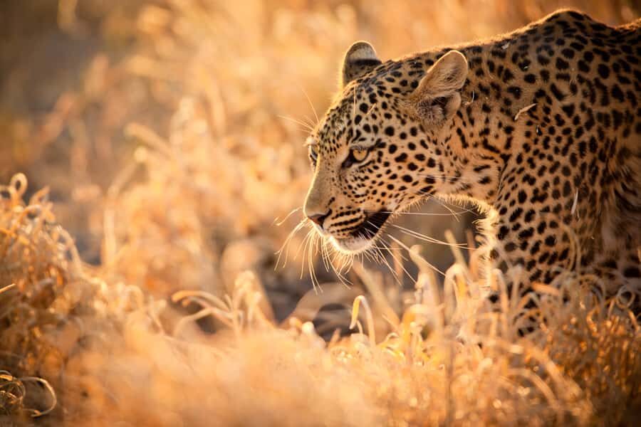 Hartbeespoort: Lion and Safari Park Guided Tour - Riding the safari truck: how the 2-hour route moves