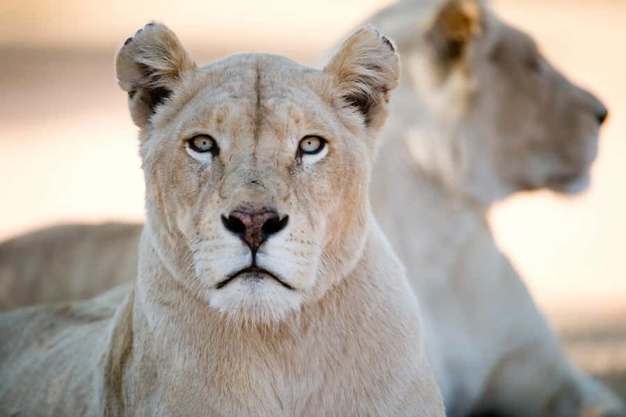 Hartbeespoort: Lion and Safari Park Tour - Price and Value: Is $70 a Good Use of Your Time?