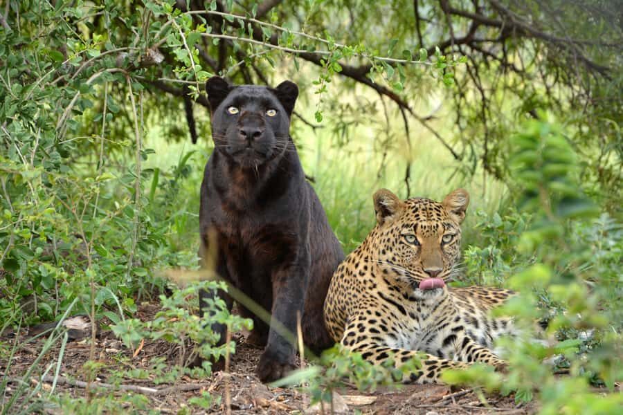 Hartbeespoort: Lion and Safari Park Tour - Practical Comfort on the Safari Truck (and What to Expect)