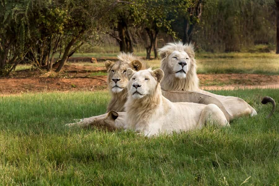 Hartbeespoort: Lion and Safari Park Tour - 600 Hectares of Predators: What You’ll Actually Look For