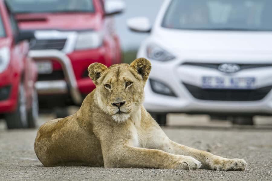 Hartbeespoort: Self-Drive Lion and Safari Park Tour - Key things to know before you go